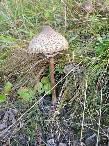 Parasol