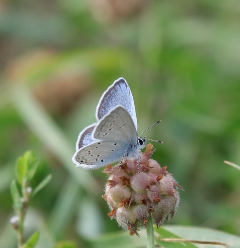 Eastern Short-tailed Blue