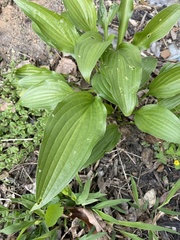 Arnoglossum plantagineum