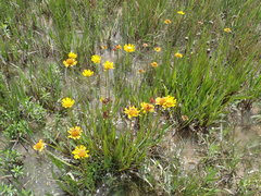 Helenium drummondii