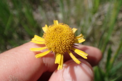 Helenium drummondii