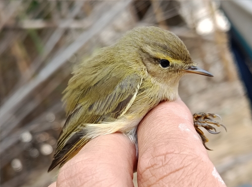 Iberian Chiffchaff