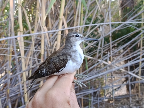 Common Sandpiper