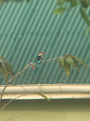 Gray-headed Kingfisher