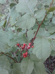 Rhus aromatica aromatica