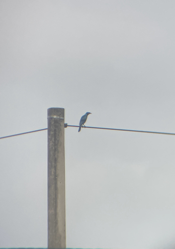 Splendid Starling