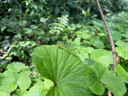 Scarlet Openwing