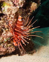 Pterois sphex