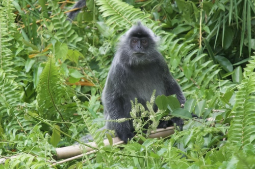 Silvered Leaf Monkey