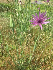 Tragopogon porrifolius