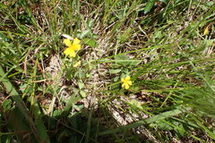 Oxalis texana