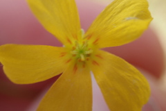 Oxalis texana