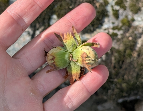 common hazel