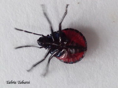 Hemiptera