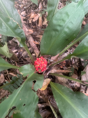 Palisota barteri (Palisota barteri)