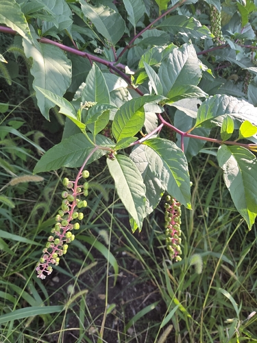 American pokeweed