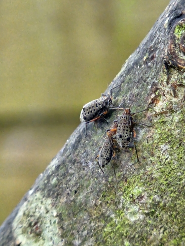 Giant Willow Aphid