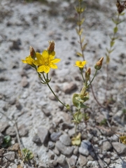 Blackstonia perfoliata, photograph (c) Jay Miles, some rights reserved (CC BY)