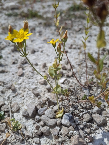 Blackstonia perfoliata, photograph 5