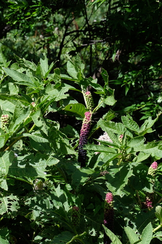 Chinese Pokeweed