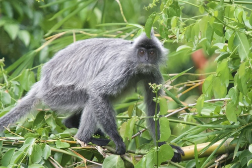 Silvered Leaf Monkey
