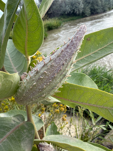 showy milkweed