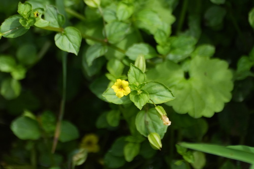 Erythranthe nepalensis