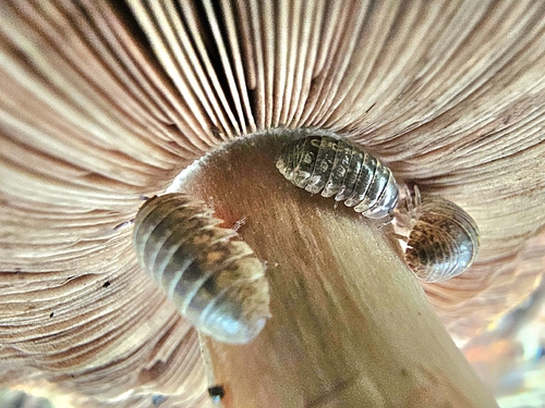 Common Pill Woodlouse