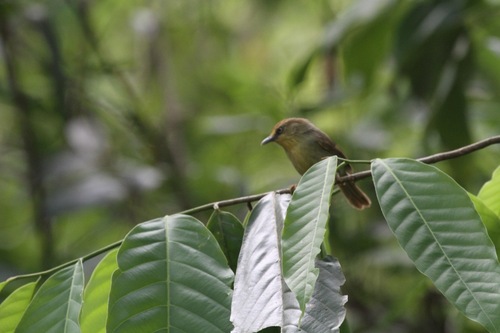 Pin-striped Tit-Babbler