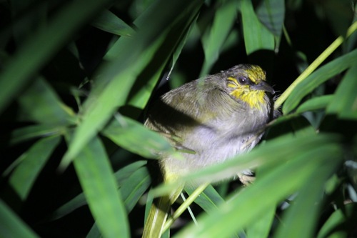 Stripe-throated Bulbul