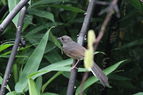 White-rumped Shama