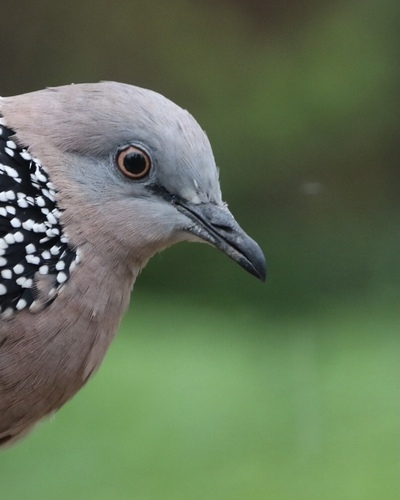 Spotted Dove