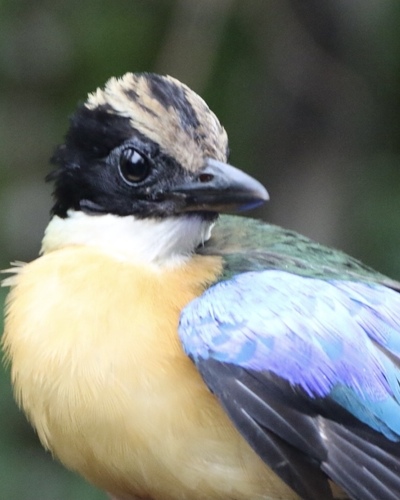 Blue-winged Pitta