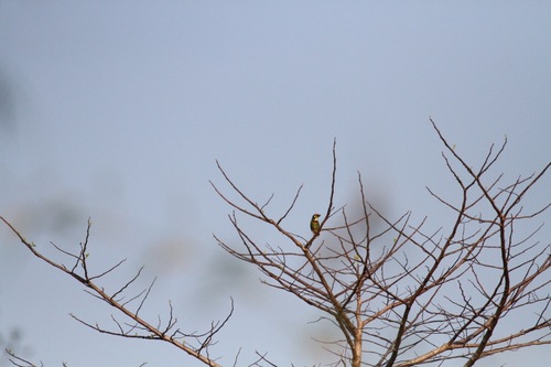 Coppersmith Barbet