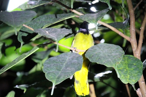 Black-headed Bulbul