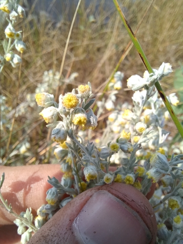 fringed sagebrush
