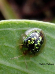 Cassida circumdata