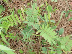 Tephrosia onobrychoides