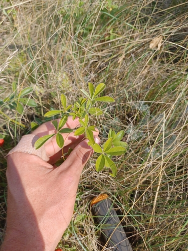 breadroot scurf pea