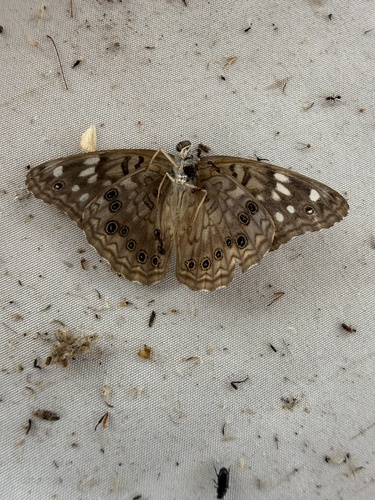 Hackberry Emperor