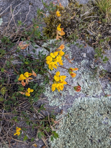 bird's-foot trefoil