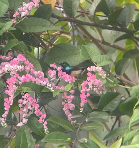 Variable Sunbird