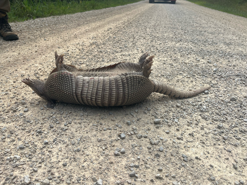 Mexican Long-nosed Armadillo
