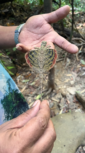 Draco taeniopterus, 2026-03-29
