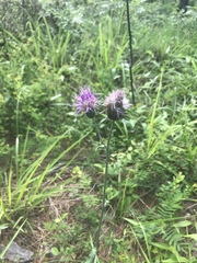 Cirsium carolinianum