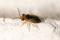 Isthmocoris imperialis