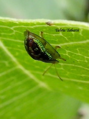 Cassida circumdata