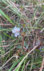 Sauvagesia erecta, photograph (c) Justin Ponder, some rights reserved (CC BY)
