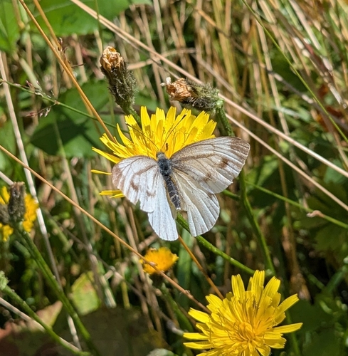 Green-veined White