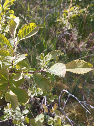 Eared Willow